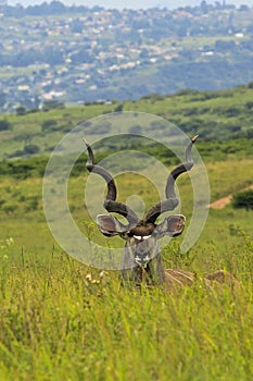 Antelope in safari park in South Africa