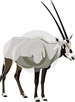 Antelope Series Arabian oryx