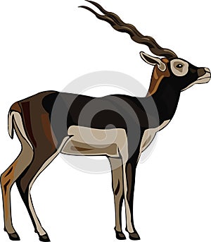 Antelope Series Blackbuck photo
