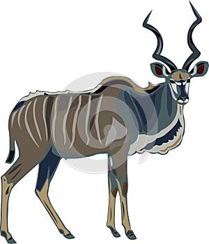 Antelope Series Greater kudu photo