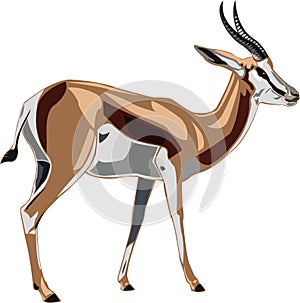 Antelope Series Springbok photo