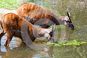 Antelope Sitatunga eats water algae