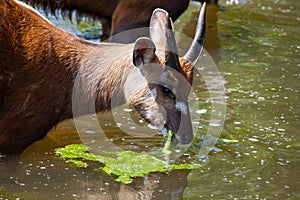 Antelope Sitatunga eats water algae