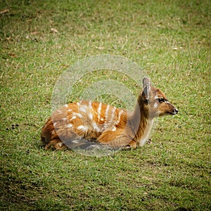 Antelope sitatunga on grass