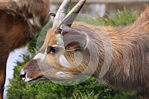 Antelope Sitatunga Marshbuck Africa Wildlife photo