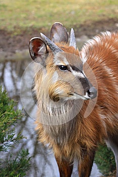 Antelope Sitatunga Marshbuck Africa Wildlife photo