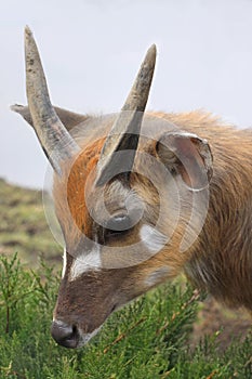 Antelope Sitatunga Marshbuck Africa Wildlife photo