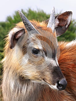 Antelope Sitatunga Marshbuck Africa Wildlife photo