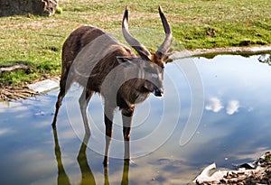 Antelope Sitatunga Tragelaphus spekii. African Antilope in river. photo
