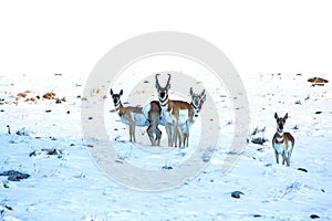 Antelope in Snow photo