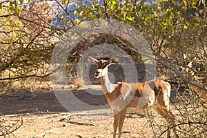 Antelope from South Africa, Pilanesberg National Park. Africa