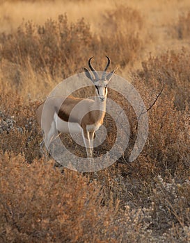 Antelope Springbok photo