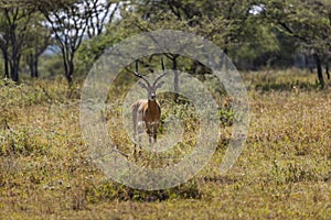 Antelope standing in the morning sun of the Serengeti National Park, Tanzania, Africa