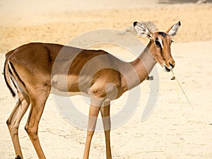 Antelope standing on a rocky sandy background