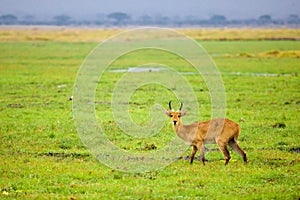 Antelope is standing in the swamp of Kenya