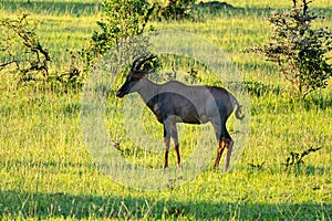 An antelope stands on the green grass in the African savannah. Topi antelope Damaliscus lunatus, Kenya