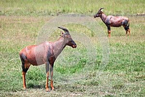 Antelope topi