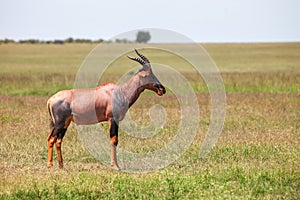 Antelope topi