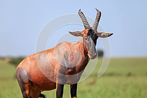 Antelope topi