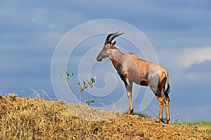 Antelope Topi