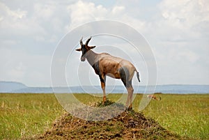 Antelope Topi