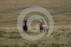 Antelope topis captured in a field in Kenya photo