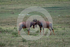 Antelope topis confronting face to face with their horns captured in a field in Kenya