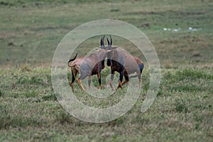 Antelope topis confronting face to face with their horns captured in a field in Kenya photo