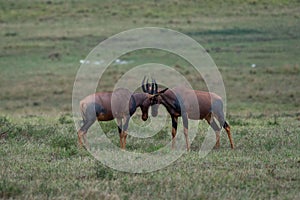 Antelope topis confronting face to face with their horns captured in a field in Kenya photo