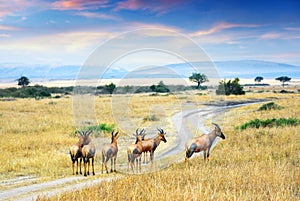 Antelope Topis (Damaliscus korrigum)