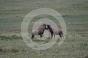Antelope topis face to face with their horns captured in a field in Kenya
