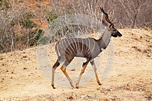 Antelope Tragelaphus Imberbis - Safari Kenya
