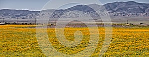 Antelope valley poppy field