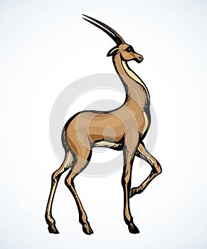 Antelope. Vector drawing