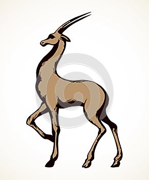 Antelope. Vector drawing