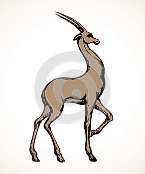 Antelope. Vector drawing photo