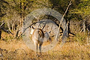 Antelope waterbuck ellipsiprymnus kobus, kruger park, South africa