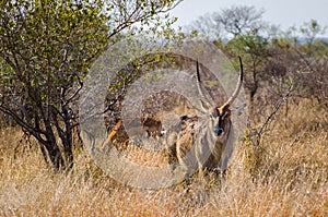 Antelope waterbuck ellipsiprymnus kobus, kruger park, South africa photo