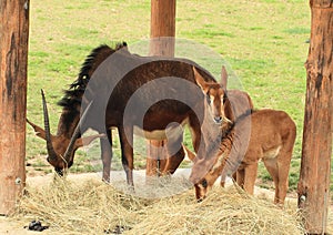 Antelope with whelps