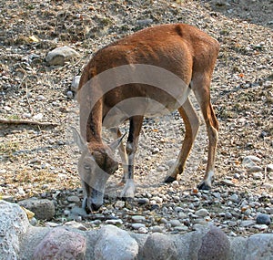 Antelope in the wild park Natura Viva, Bussolengo, Italy