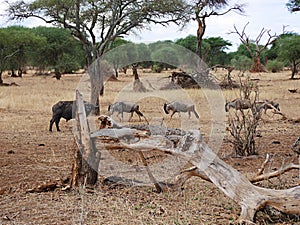 Antelope wildebees on safari in Tarangiri-Ngorongoro