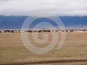 Antelope wildebees on safari in Tarangiri-Ngorongoro