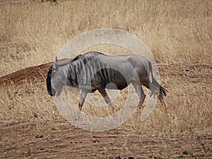 Antelope wildebees on safari in Tarangiri-Ngorongoro