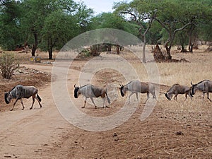 Antelope wildebees on safari in Tarangiri-Ngorongoro