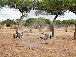 Antelope wildebeest close-u on Tarangiri safari - Ngorongoro