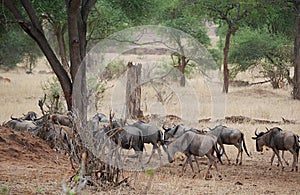 Antelope wildebeest close-u on Tarangiri safari - Ngorongoro