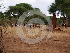 Antelope wildebeest close-u on Tarangiri safari - Ngorongoro