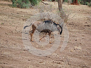 Antelope wildebees on safari in Tarangiri-Ngorongoro