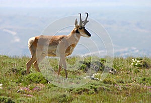 Antelope in Wildflowers