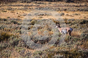 Antelope in Wildlife